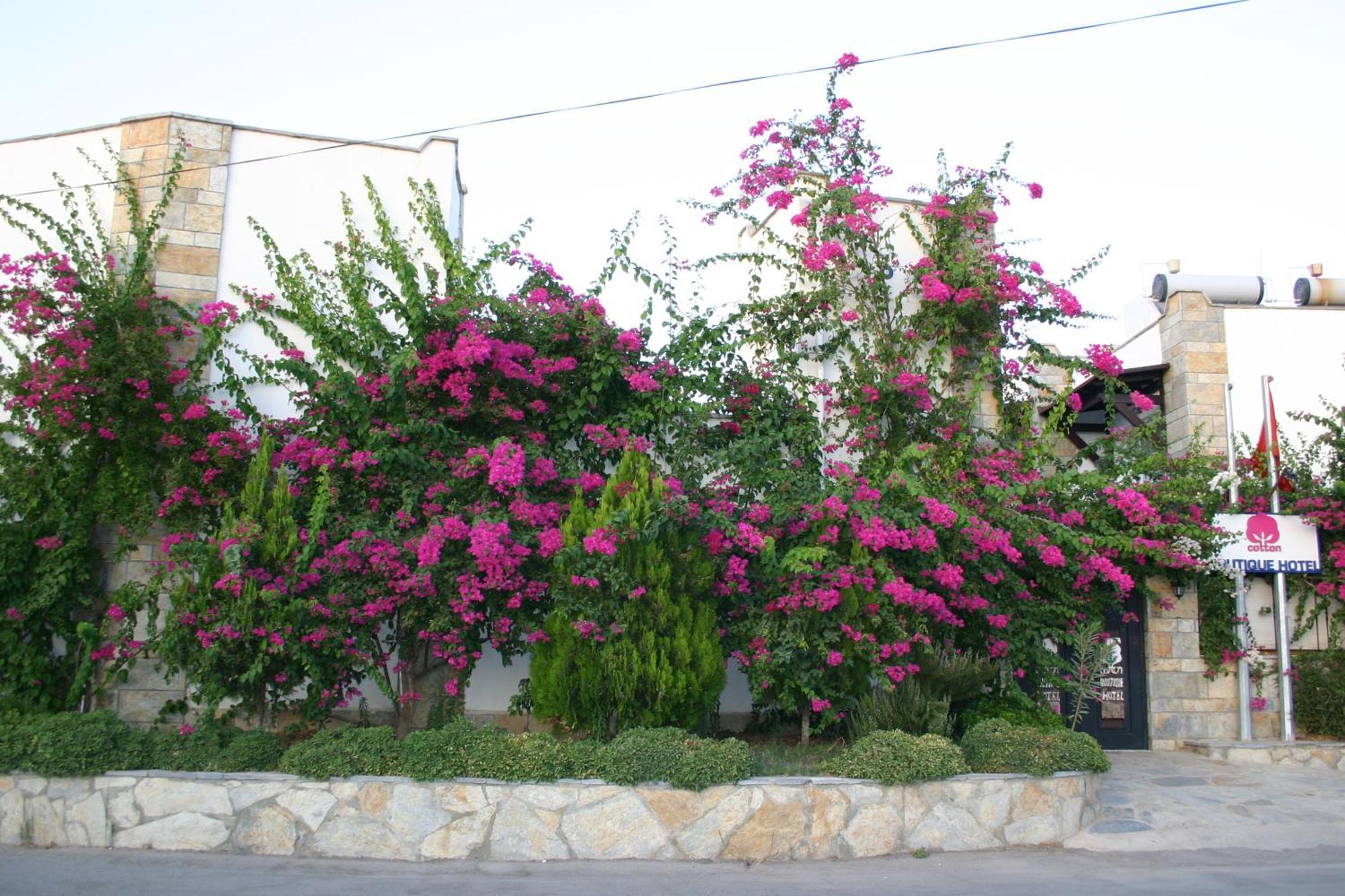 Cotton Hotel Gümbet Exterior foto